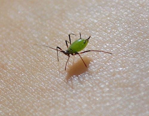 Réf. 220 217 : Megoura viciae